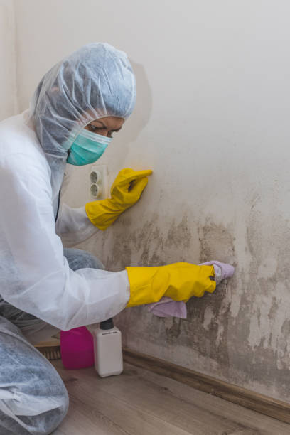 Best Environmental Consulting for Mold Prevention  in Caoncito, NM